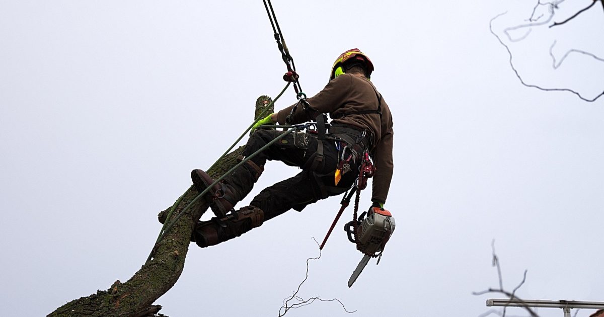 City & Guilds NPTC Level 2 Certificate of Competence in Tree… | LANSS